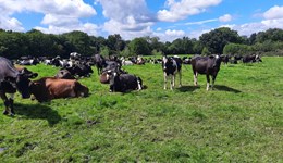 Meet Forage for Knowledge contributor Phil Asbury  